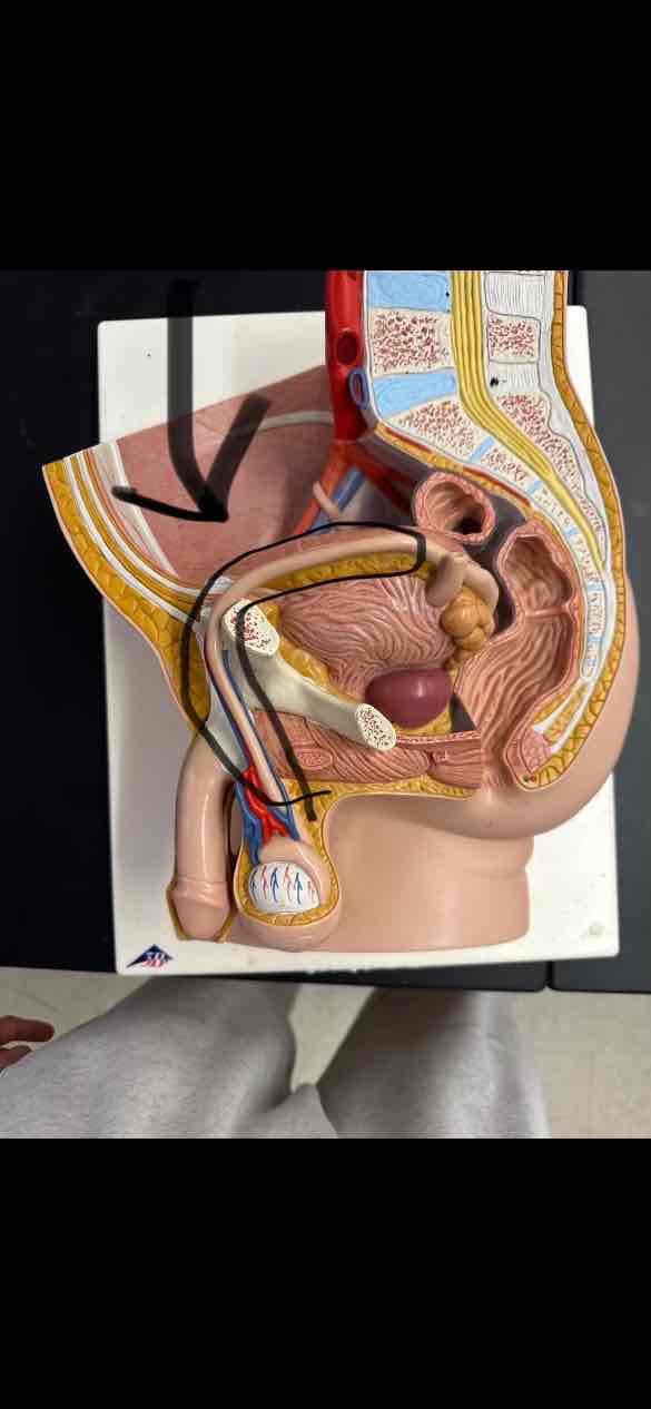 <p>inside the spermatic cord </p>