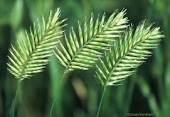 Crested wheatgrass