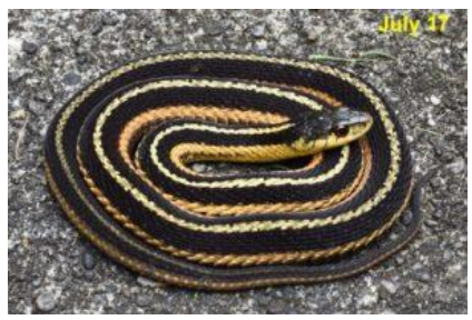 <p>Common gartersnake</p>
