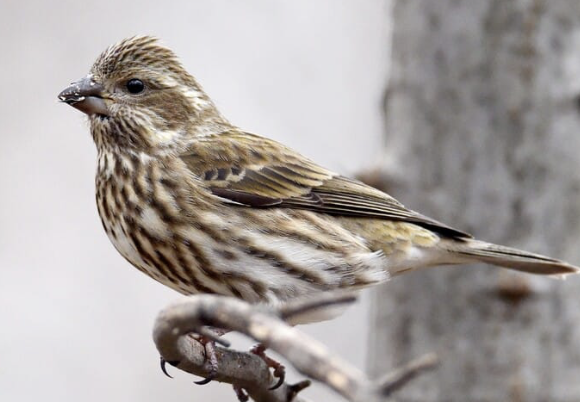 <p>Male Purple Finch</p><p>(small bird, seed eating bill, raspberry red body, cream and red spotted belly)</p><p>females are streaked brown, some more heavily streaked than others. </p>