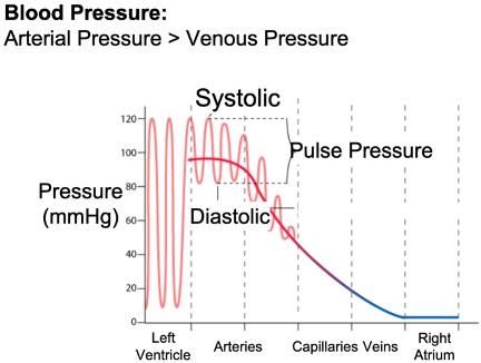 <p>arterial pressure when ventricle contracts and pumps (top BP #)</p>