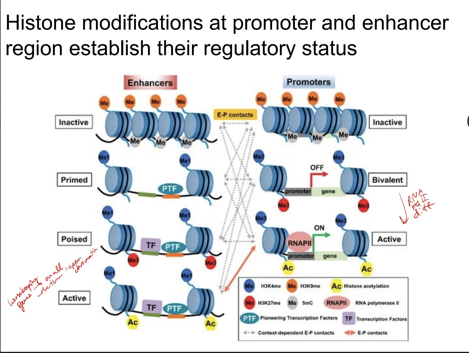 done at promoter and enhancer regions to establish their regulatory status