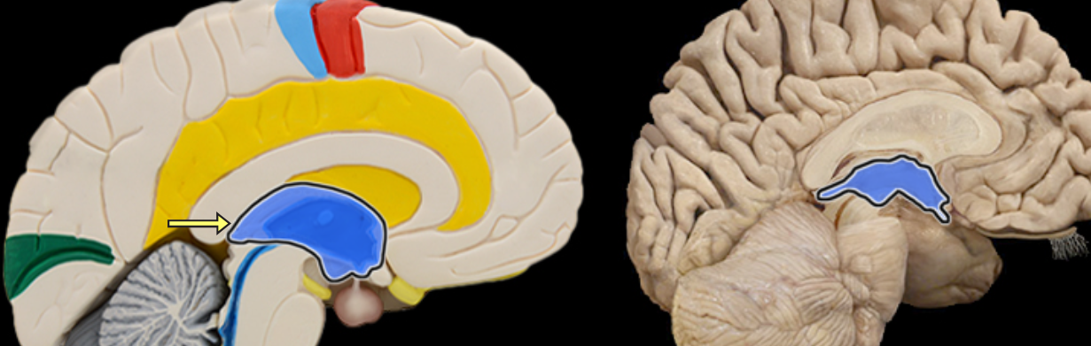 <p>Location:</p><ul><li><p>Cerebrum</p></li></ul><p>Description:</p><ul><li><p>Composed of thalamus, hypothalamus, and epithalamus</p></li></ul><p>Function:</p><ul><li><p>Thalamic nuclei relay sensory information to cerebral cortex</p></li><li><p>Hypothalamic nuclei maintain homeostasis</p></li><li><p>Epithalamus includes pineal gland (produces melatonin)</p></li></ul><p></p>
