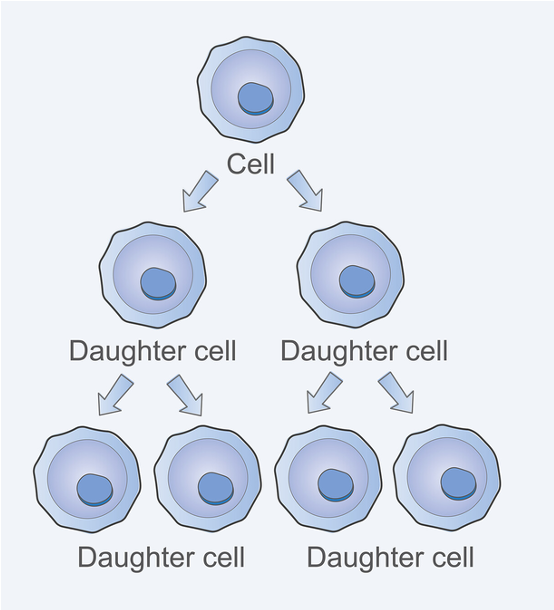<p><span>Stem cells can continue to enter the cell cycle through many cycles, i.e., they repeatedly divide to create new cells. Thus, this means that stem cells can self-renew.</span></p>
