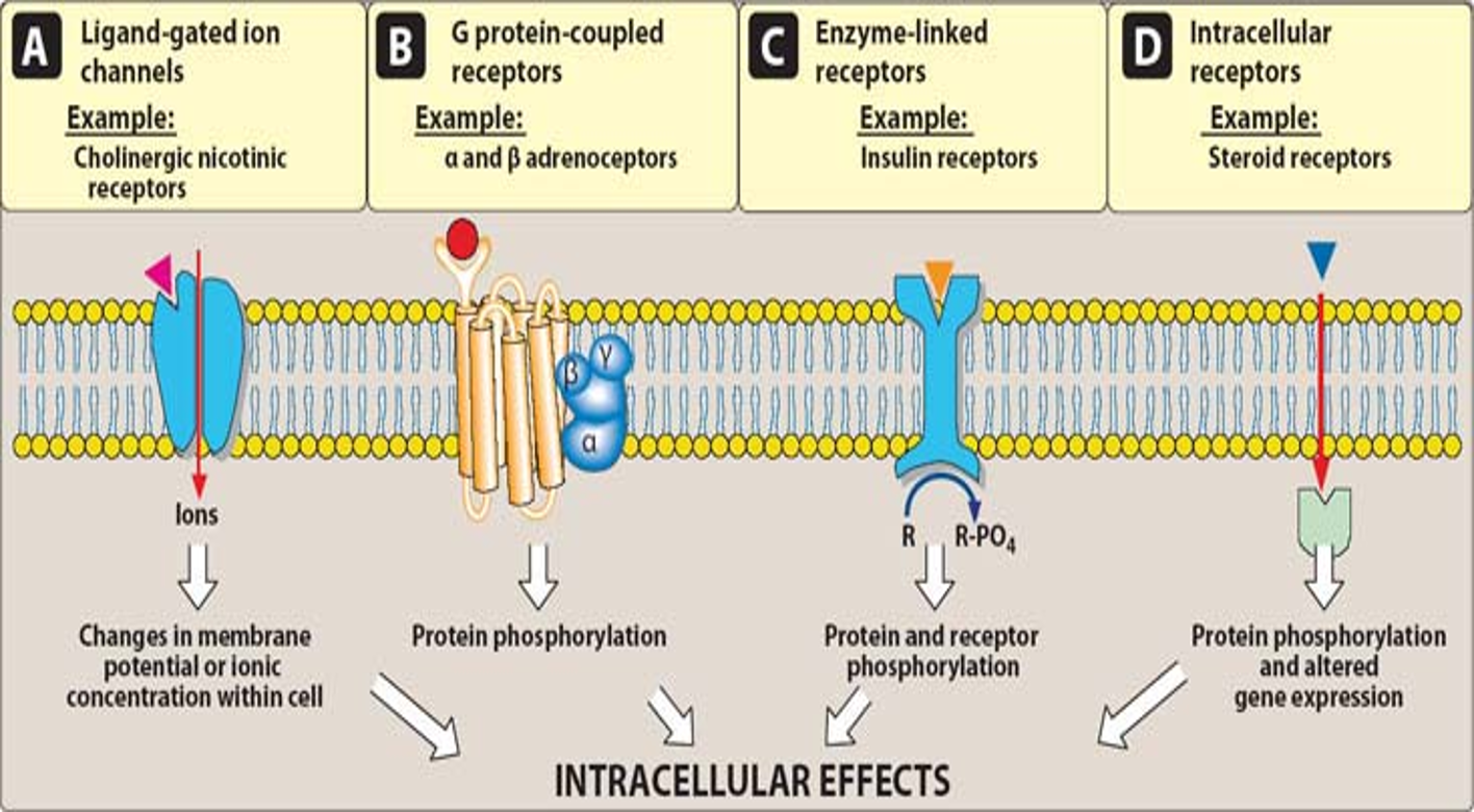 <ul><li><p>Transmembrane receptor w/ enzyme as integral part as receptor</p><ul><li><p>binding activates/inhibits intracellular enzyme </p></li></ul></li><li><p>protein + receptor phosphorylation</p></li></ul><p></p><p>Ex. insulin receptor</p><p></p>