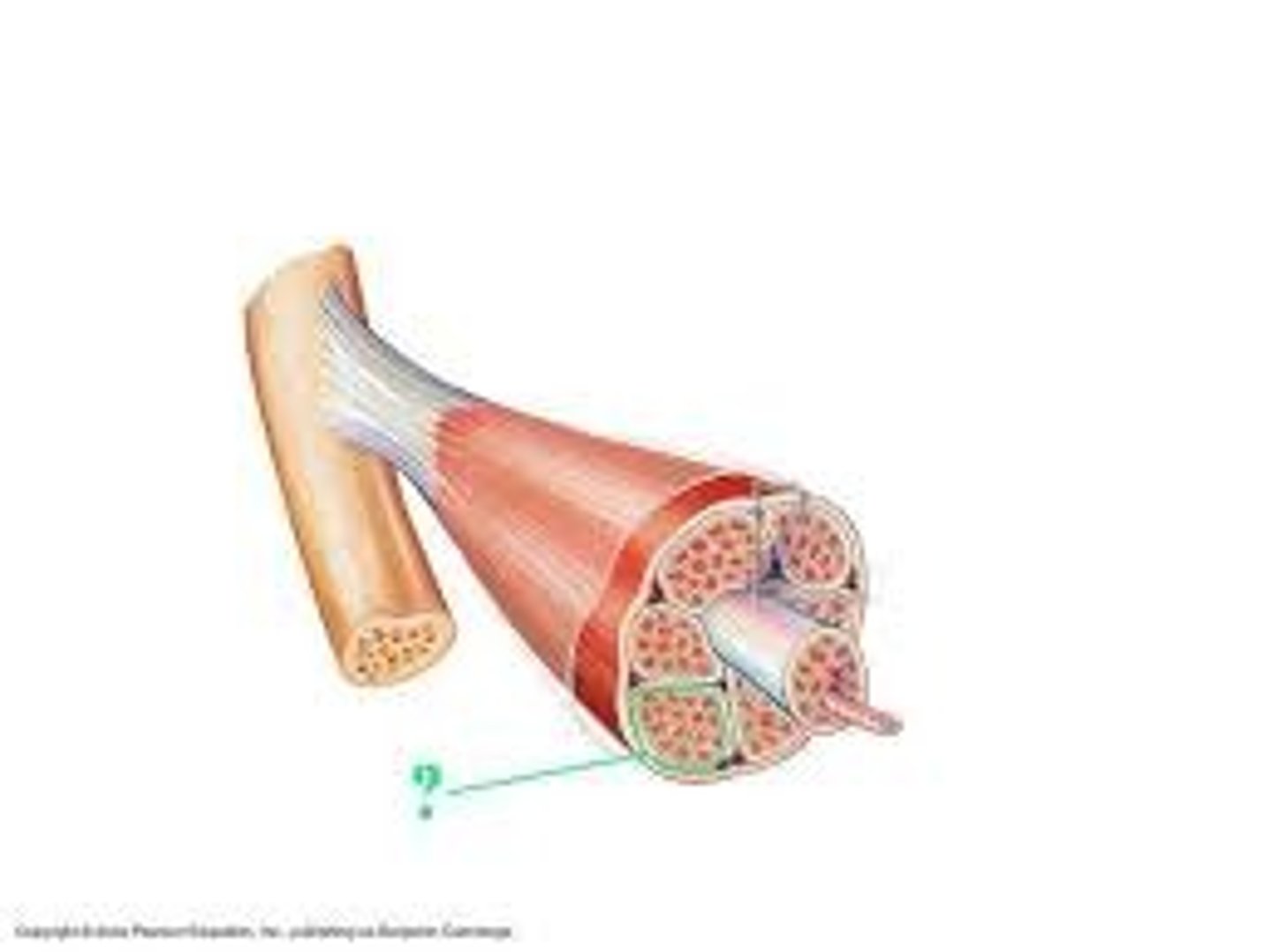 <p>Identify the indicated structure.</p>
