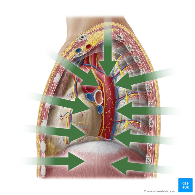 <p>away from the surface or further into the body</p>