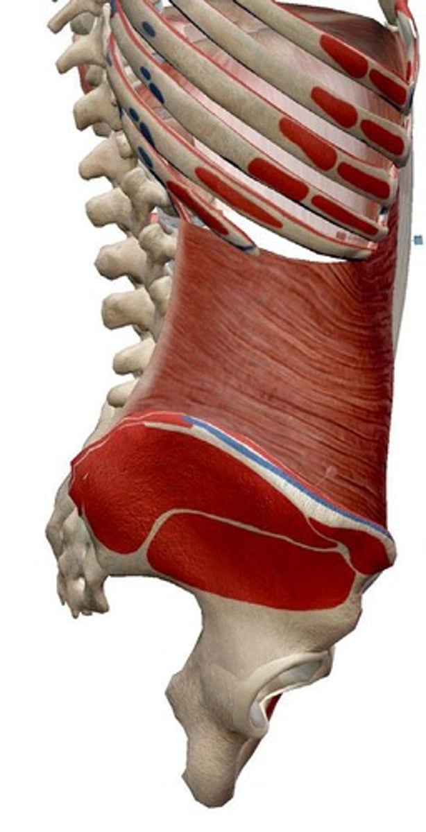 <p>Origin: Ribs 5-12, sternum; Insertion: Iliac crest, inguinal ligament, linea alba, pubic tubercle; Action: Bilaterally: anterior flexion of the trunk and compression of the abdomen; Unilaterally: lateral flexion of the trunk and rotation to the opposite side.</p>