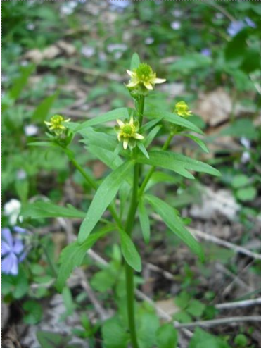 <p>Hooked buttercup</p>