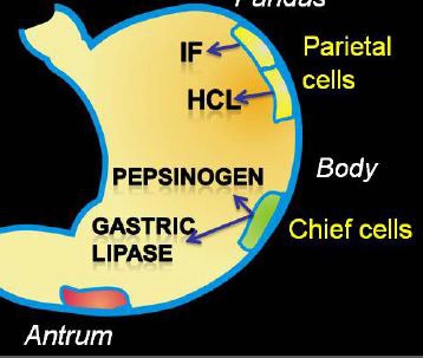 <p>Pancreatic enzyme that breaks down fat. Present in saliva and the stomach.</p>