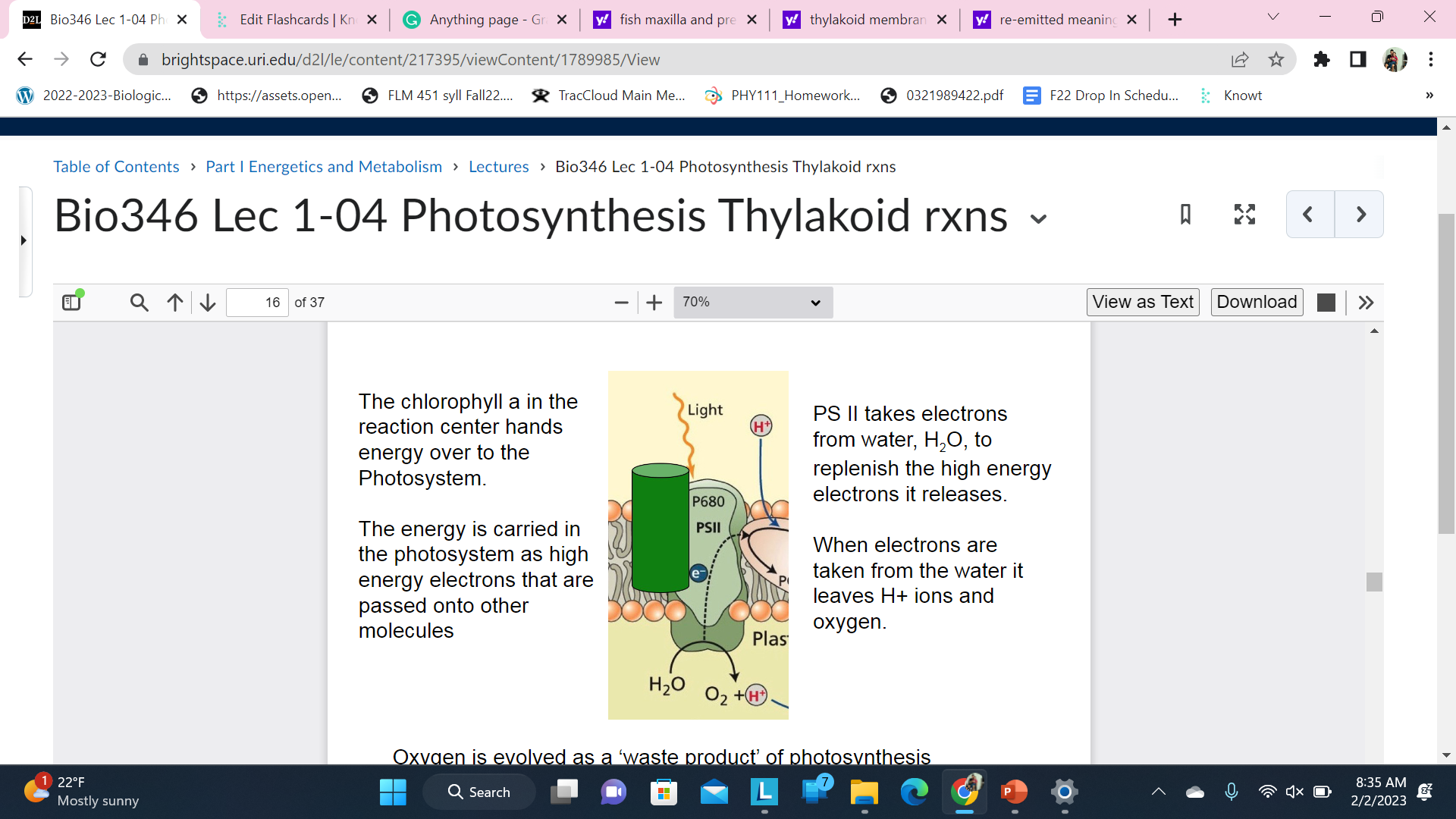 The chlorophyll a in the reaction center hands energy over to the Photosystem.

\
The energy is carried in the photosystem as high energy electrons that are passed onto other molecules

\
PS II takes electrons from water, H2O, to replenish the high energy electrons it releases.

\
When electrons are taken from the water it leaves H+ ions and oxygen

\
Oxygen is evolved as a ‘waste product’ of photosynthesis

\
The purpose of this slide: That oxygen is a waste product of photosynthesis(thylakoid reaction). **Energy + Electrons are required**

\
Oxygen becomes a free radical. Free radicals are bad because they are reactive and can cause cell damage.
