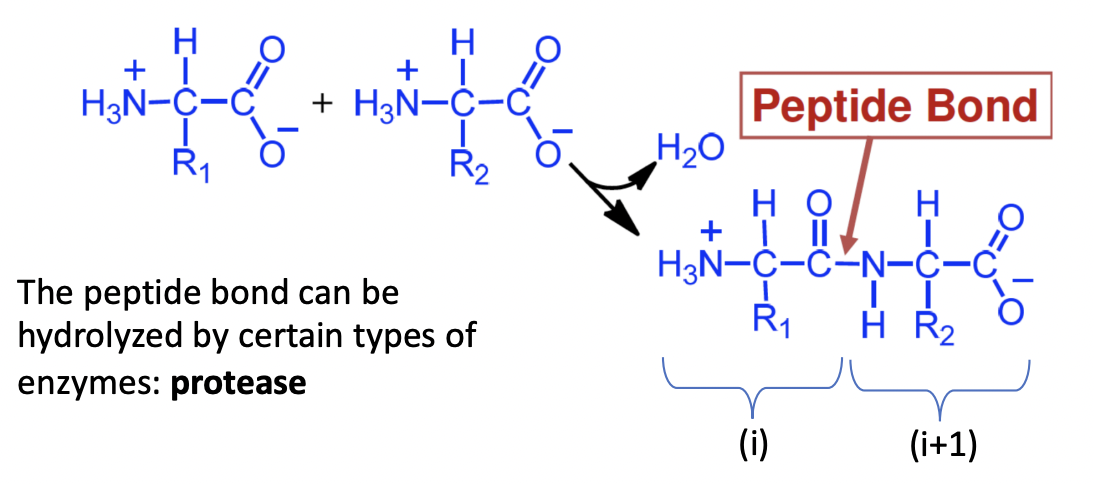 <p>amide bond</p><p>formed between carboxylic group of amino acid (i) and the amino group of amino acid</p>