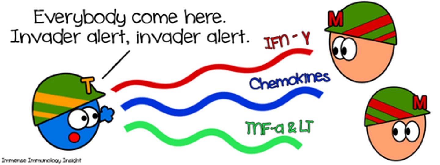 <p>-proteins (such as interferons and interleukins) primarily released by macrophages that function as chemical messengers, allowing cells to communicate</p><p>-macrophages that destroy foreign material are stimulated to produce these</p><p>-often these will attract B and T cells</p>