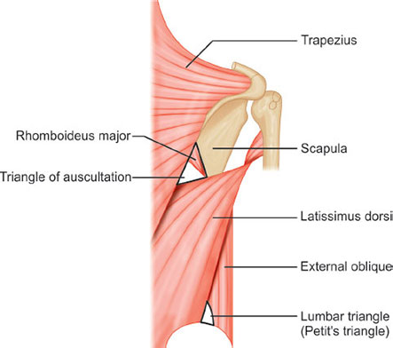 <p>Auscultation triangle on the back is located medial to the scapula.</p><p><strong>A. Yes</strong></p><p><strong>[</strong><span>triangle of auscultation is </span><strong>bounded by the latissimus dorsi, trapezius, and rhomboid major]</strong></p><p></p>
