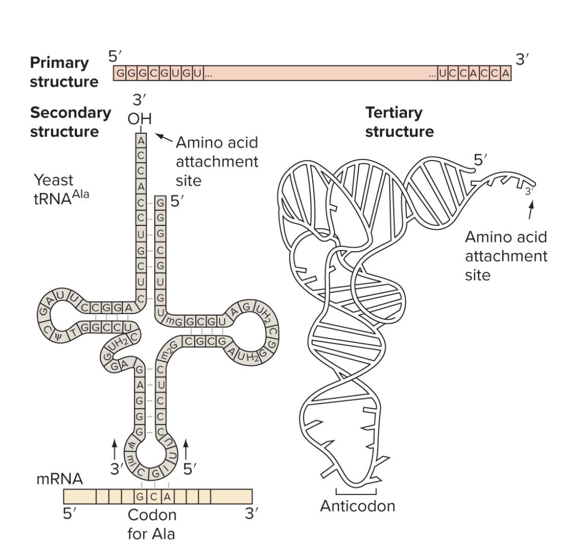 <p>primary: nuc sequence</p><p>secondary: base pairing of complimentary sequences within the tRNA (creates <strong>cloverleaf shape</strong>) </p><p>teritary: formed by 3d folding (L shape) </p>