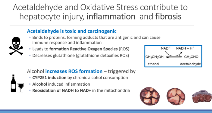 <ol><li><p>CYP2E1 induction by chronic alcohol consumption</p></li><li><p>Alcohol induced inflammation</p></li><li><p>Reoxidation of NADH to NAD+ in the mitochondria</p></li></ol><p></p>
