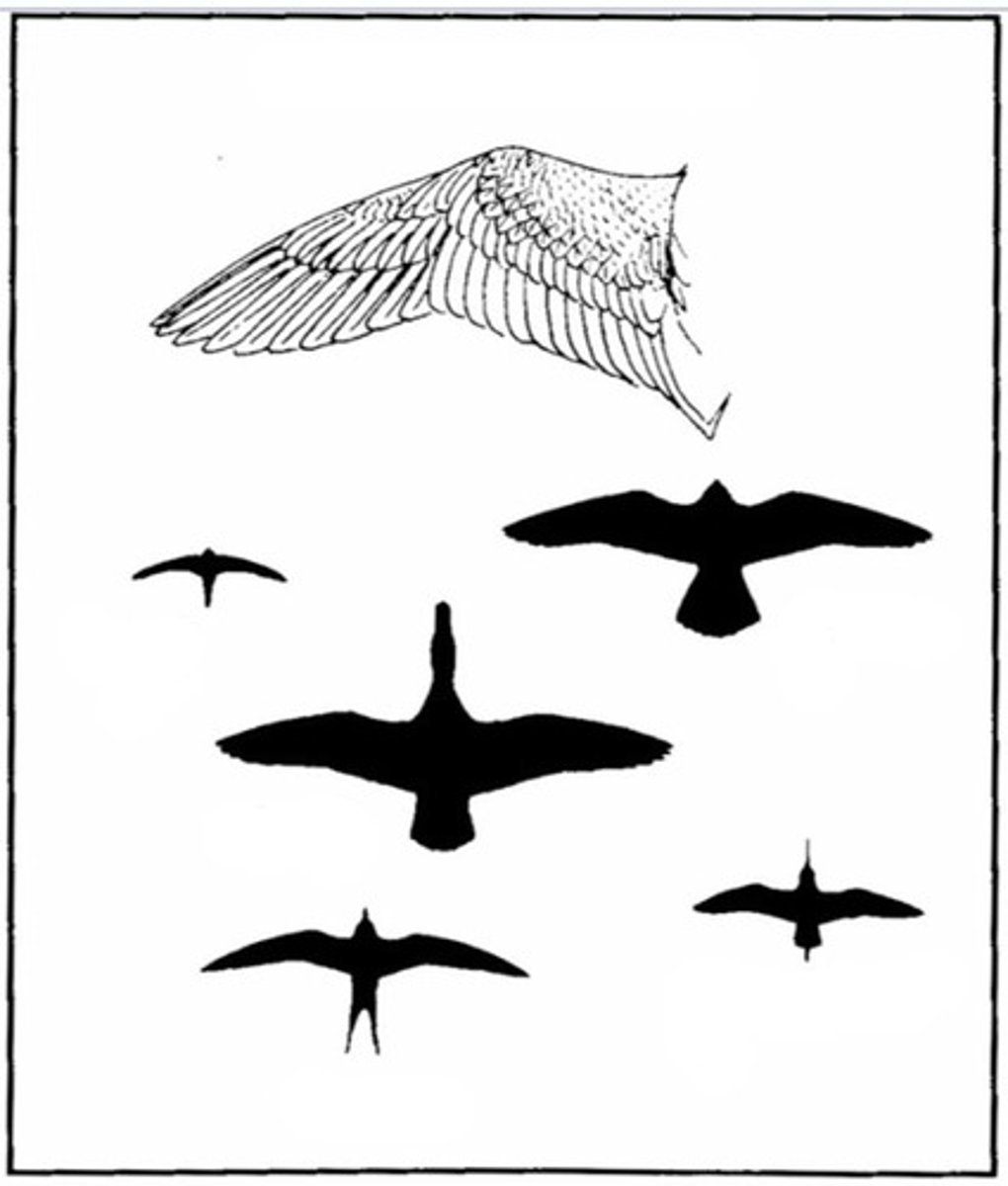 <p>Medium long and narrow optimized for sustained speed <br>Falcons and terns</p>
