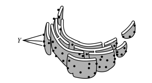 <p>The figure above represents a rough endoplasmic reticulum. Which of the following best describes the role of the structure labeled <em>Y</em>?</p>