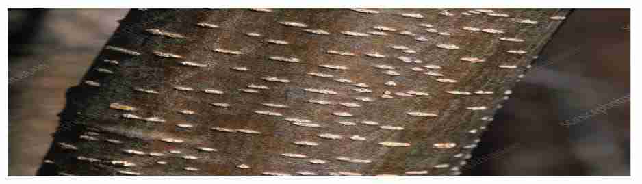 <p>These are small splits on the stems and bark of trees which facilitate gaseous exchange. </p>