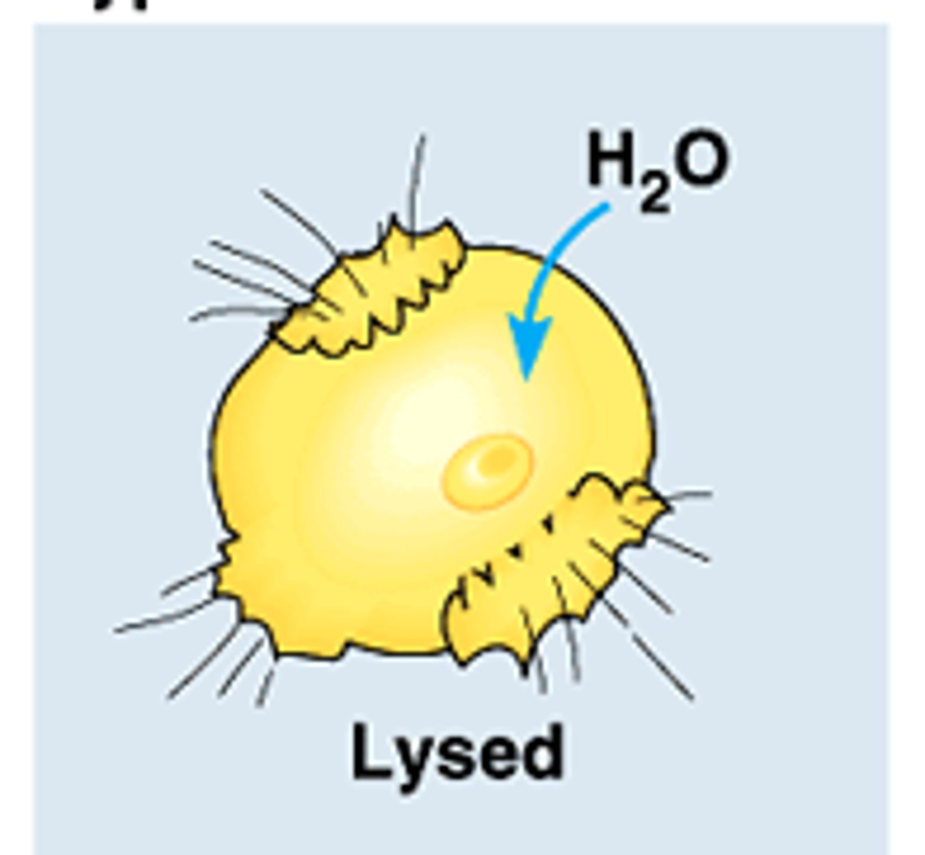 <p>Solution that has a lower concentration of solutes as another solution.</p>