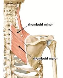 <p><span style="background-color: transparent; font-family: "Times New Roman", serif;"><span> </span><em><span>(m. rhomboideus major et minor)</span></em></span></p>