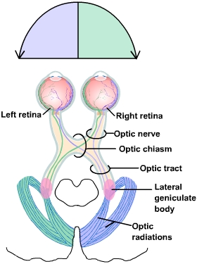 <p><span>It’s the main pathway for visual information:</span></p><p><span>Retina → Optic nerve → Optic chiasm → Optic tract → Lateral geniculate nucleus (LGN) → Optic radiation → Primary visual cortex (V1).</span></p>