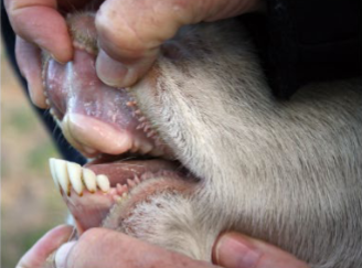 <p>lost their upper incisors (callous pad on their upper gum) </p>