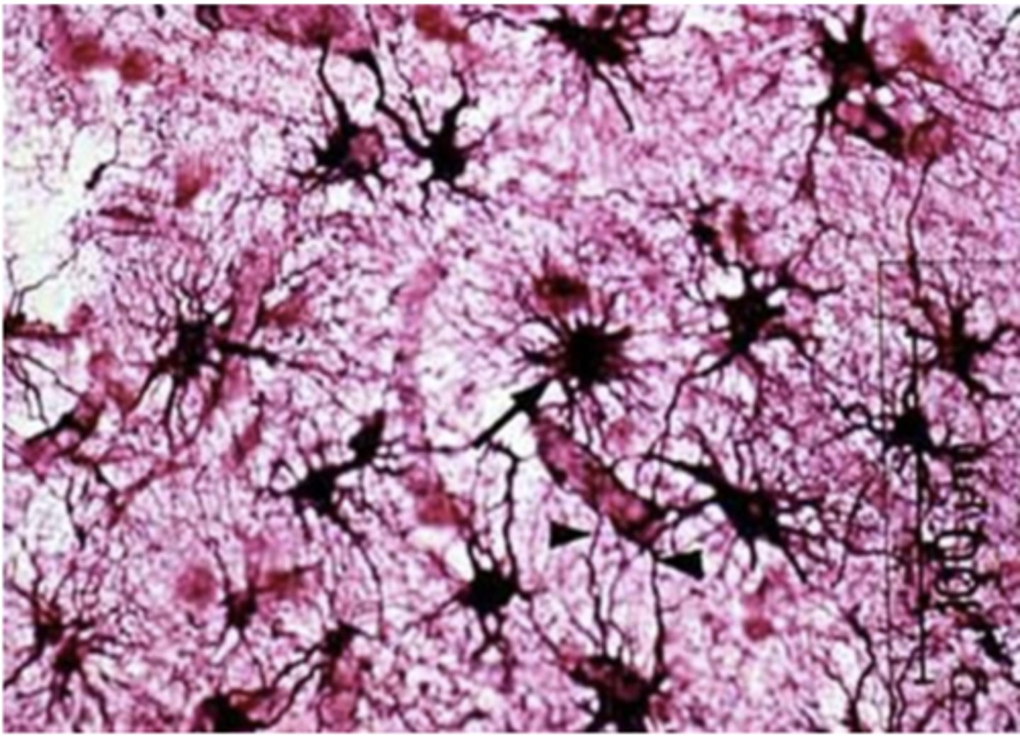 <p>Identify the cell</p>