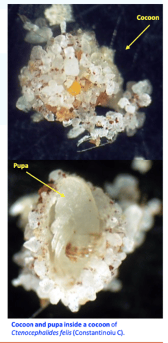 <p>• L3 spins a silk like cocoon in which it turns into a pupa (time to build 5 - 14 days);</p><p>• Best protected and resistant life stage;</p>