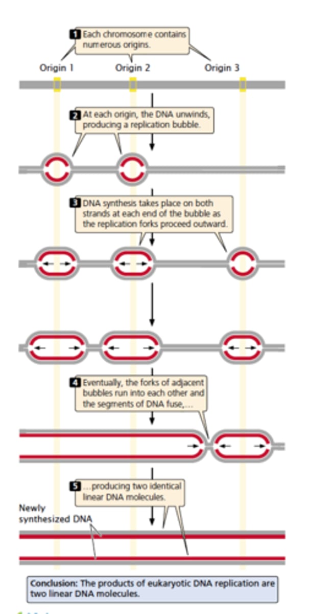 <p>- too much DNA so it unwinds and produces a replication bubble</p><p>- replications occurs on both strands at each end of the bubble with replication forks spreading outward</p><p>- eventually run into each other and fuse, making one long new DNA</p>