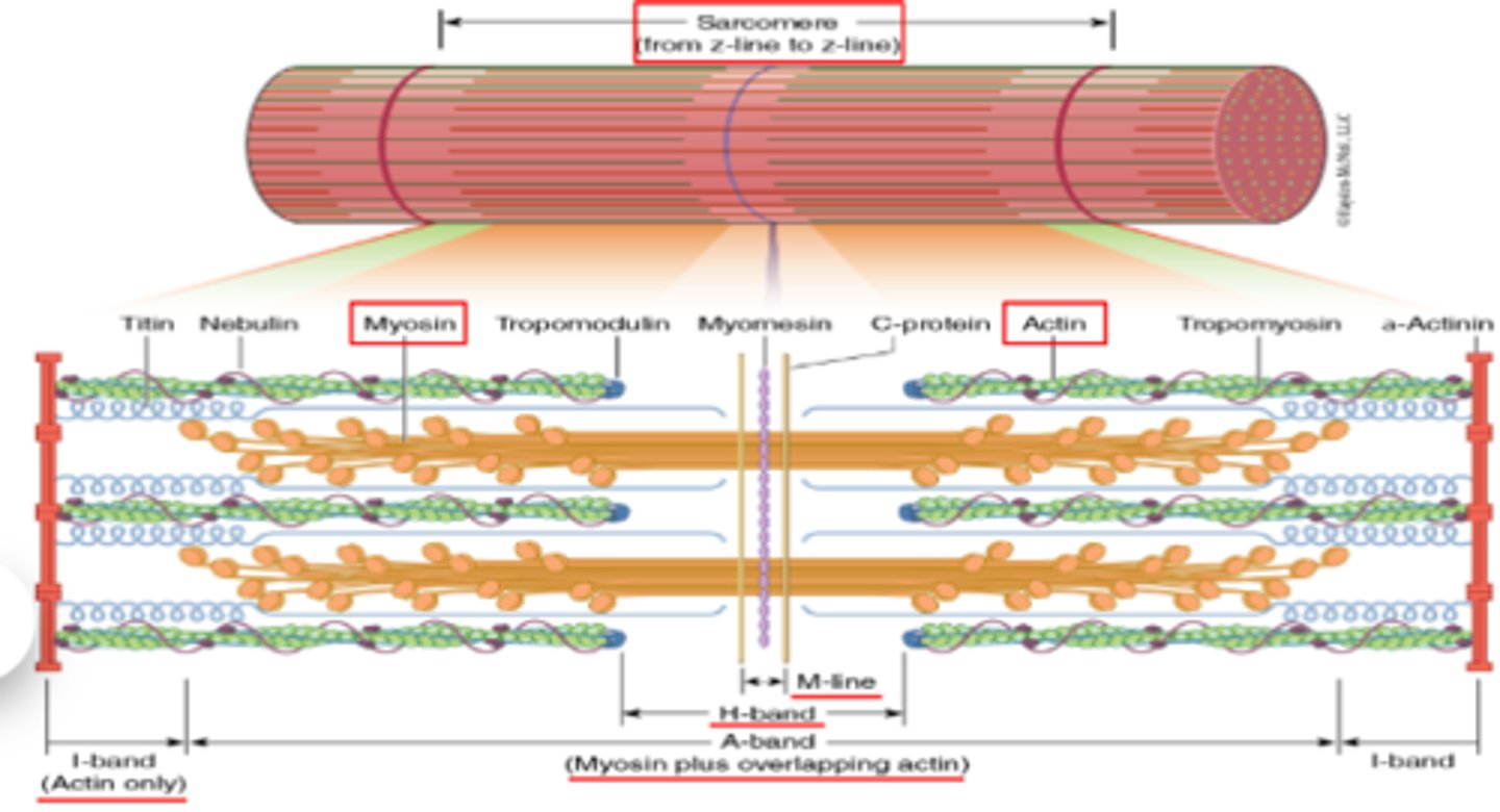 <p>thin filaments</p>