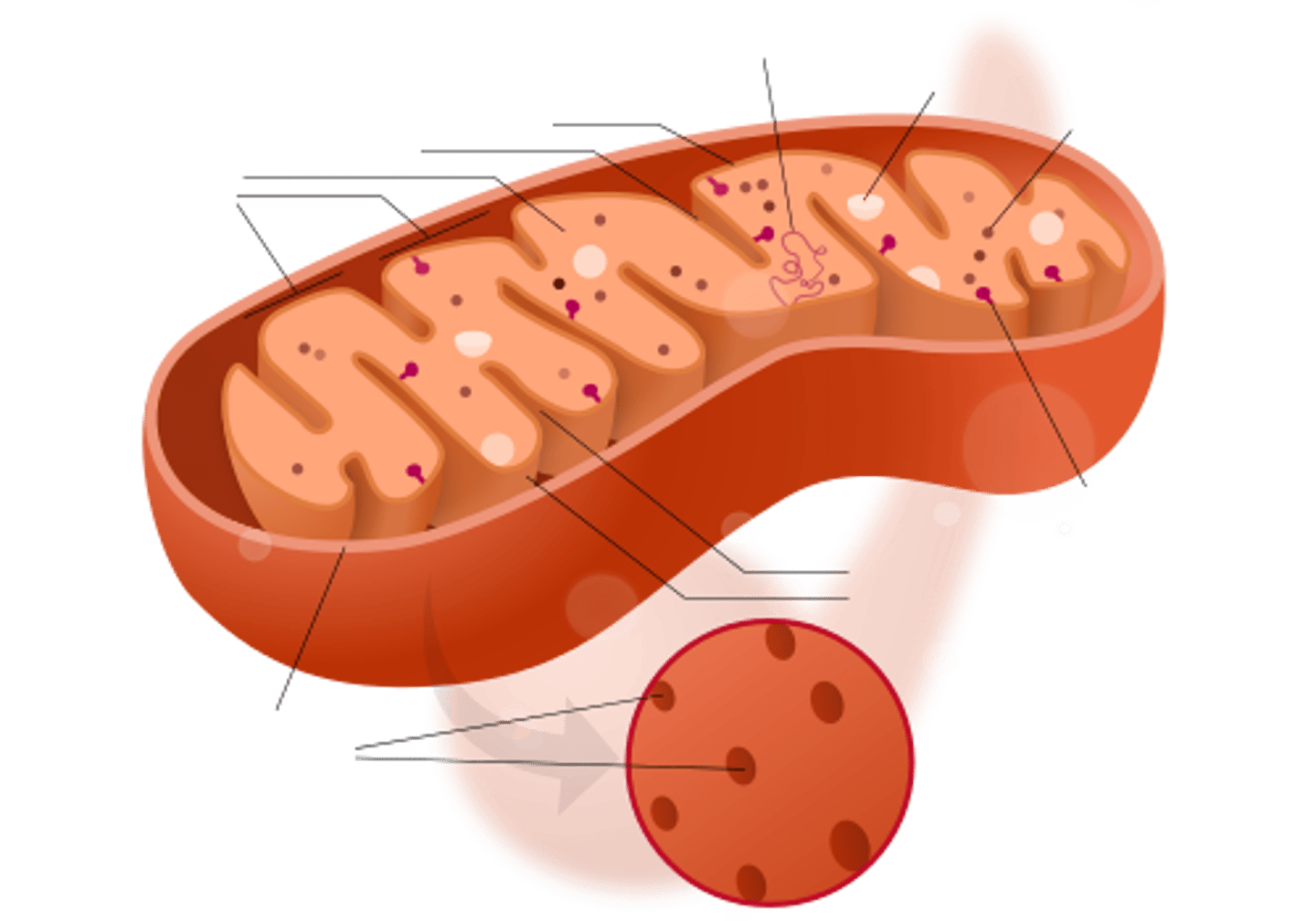 <p>"powerhouse" of the cell that breaks down food in cells to make energy for the cell to use</p>