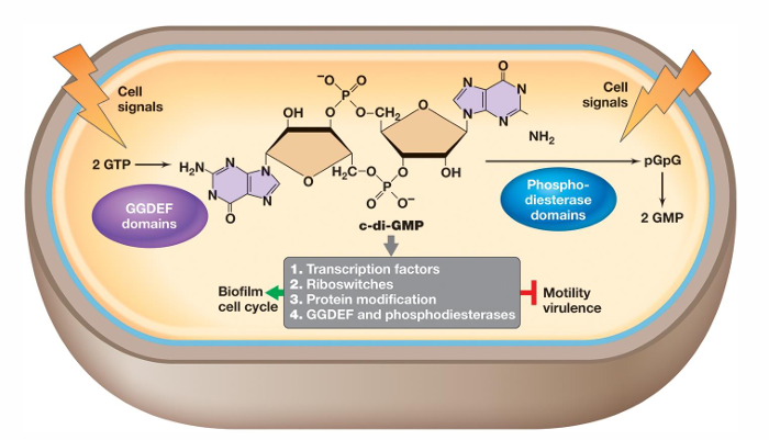 How does cyclic di-GMP influence bacterial physiology? -
