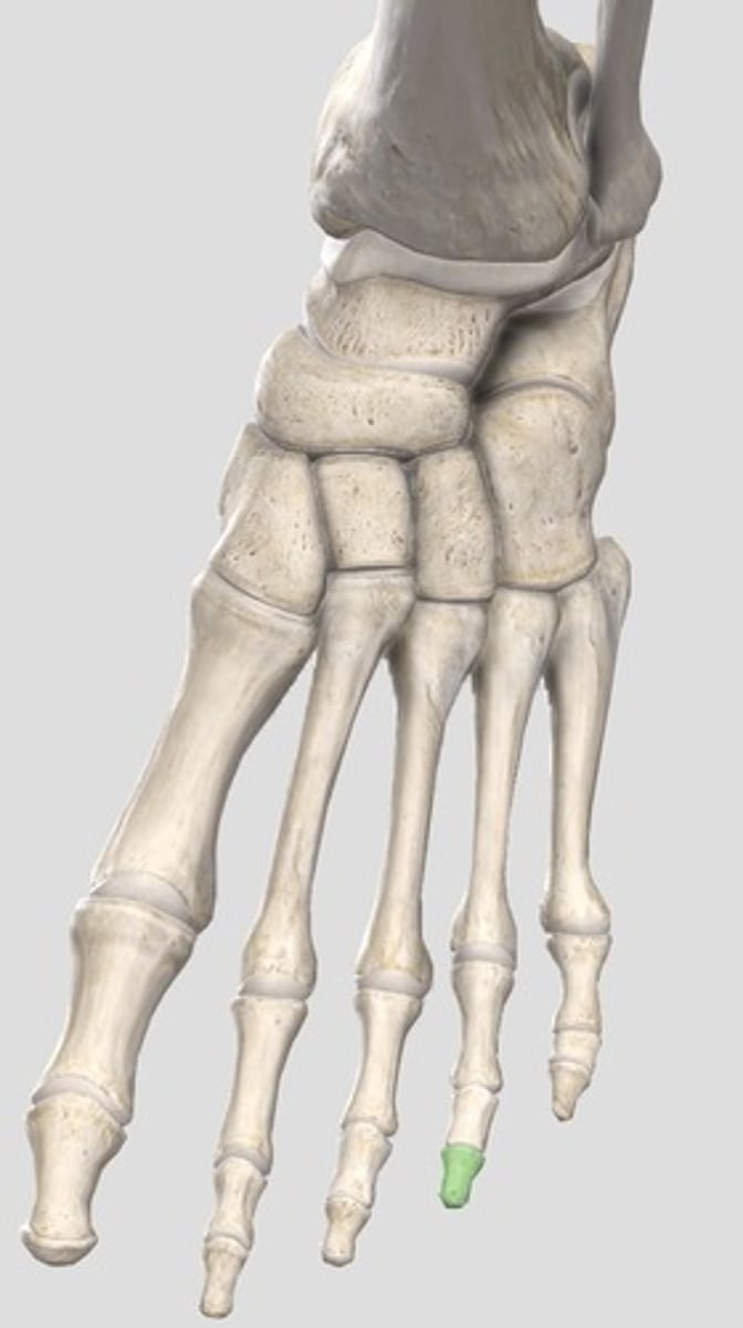 <p>ID shaded bone</p>