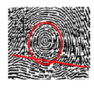 <p><span>Draw a line between the two deltas, if some of the curved ridges touch the line, it is a plain whorl</span></p>
