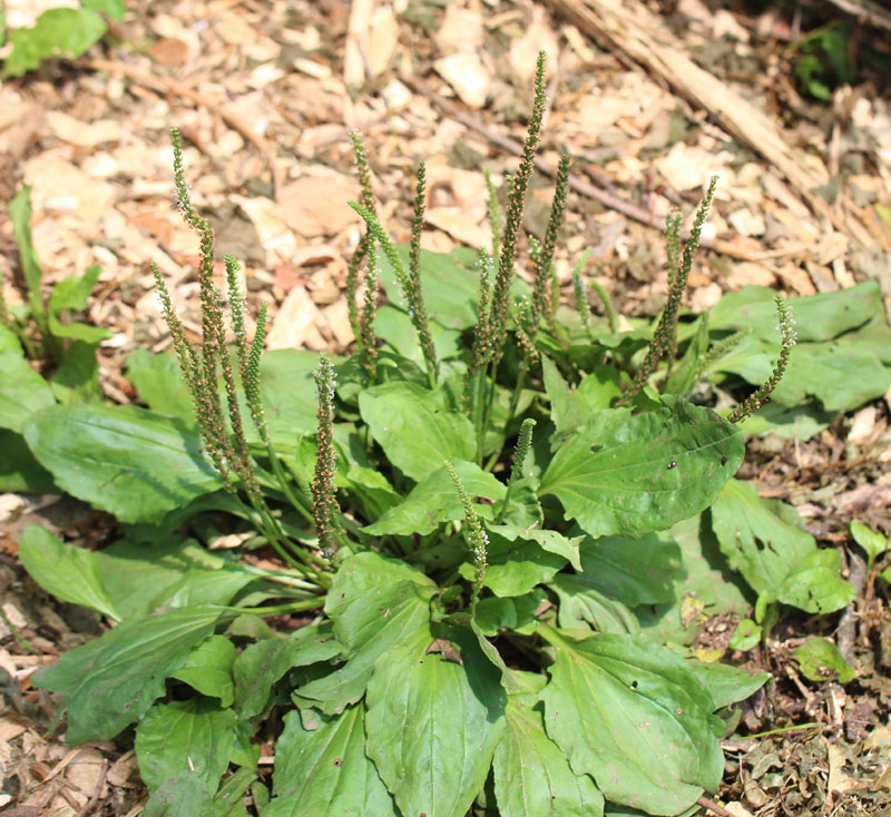 Blackseed Plantain:

Basal, leaves with tall seed stalk