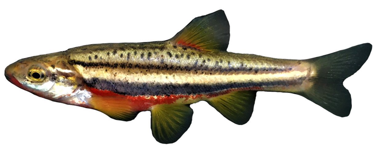 <p>Leuciscidae;</p><p><span><span>Southern Redbelly Dace;</span></span></p><p><span><span>Chrosomus erythrogaster</span></span></p>