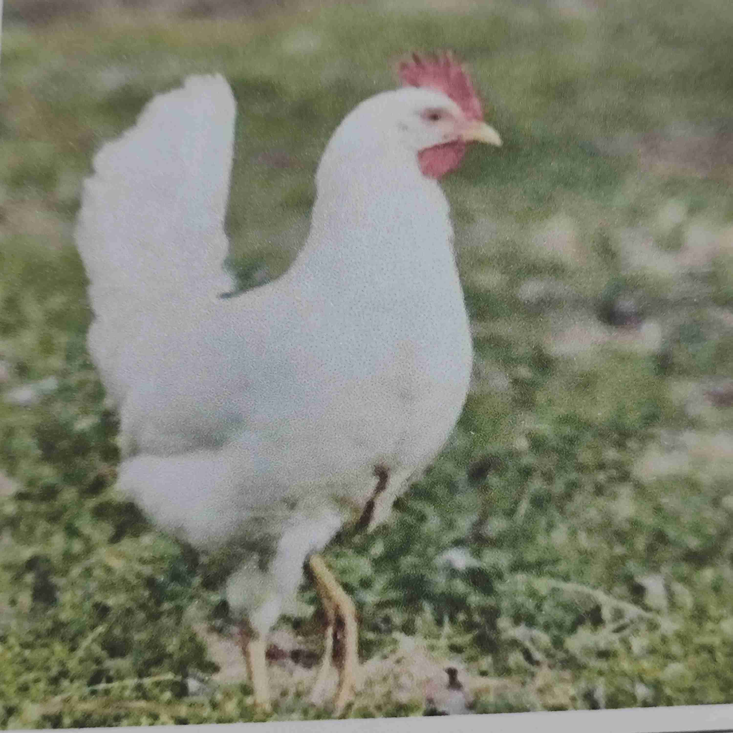 <p>Leghorn </p>