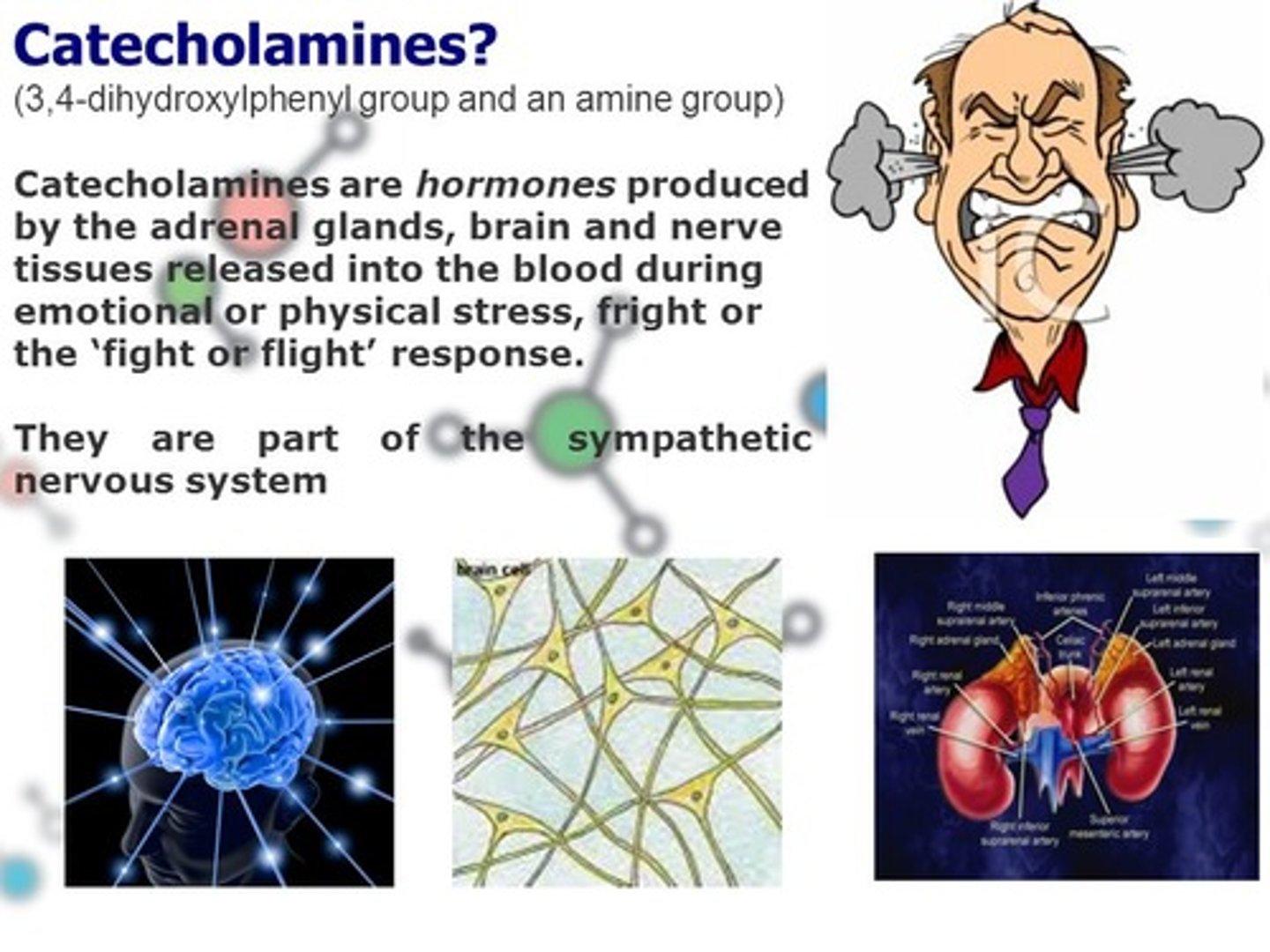 <p>True. Each of the three major Catecholamines play key roles in experiencing emotions.</p>