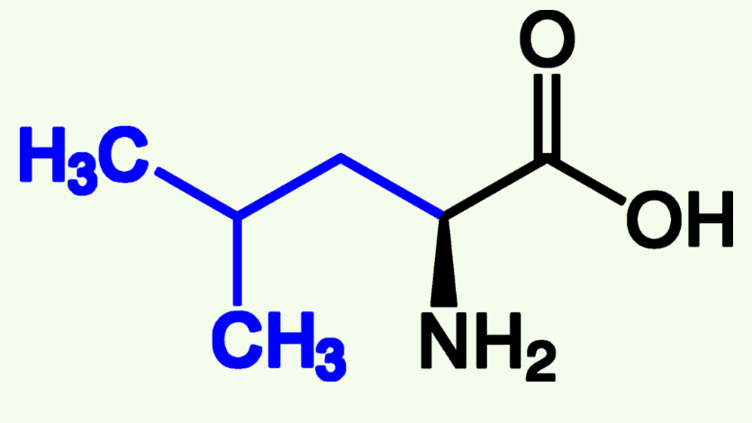 <p>Leu (L)</p><p>Non-polar</p><p>Alkyl Chains</p>