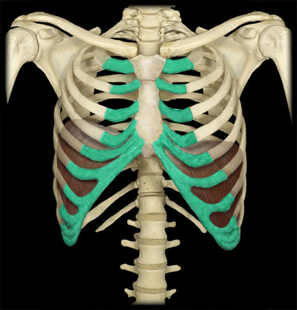 <p>connective tissue that connects the ribs to the sternum</p>