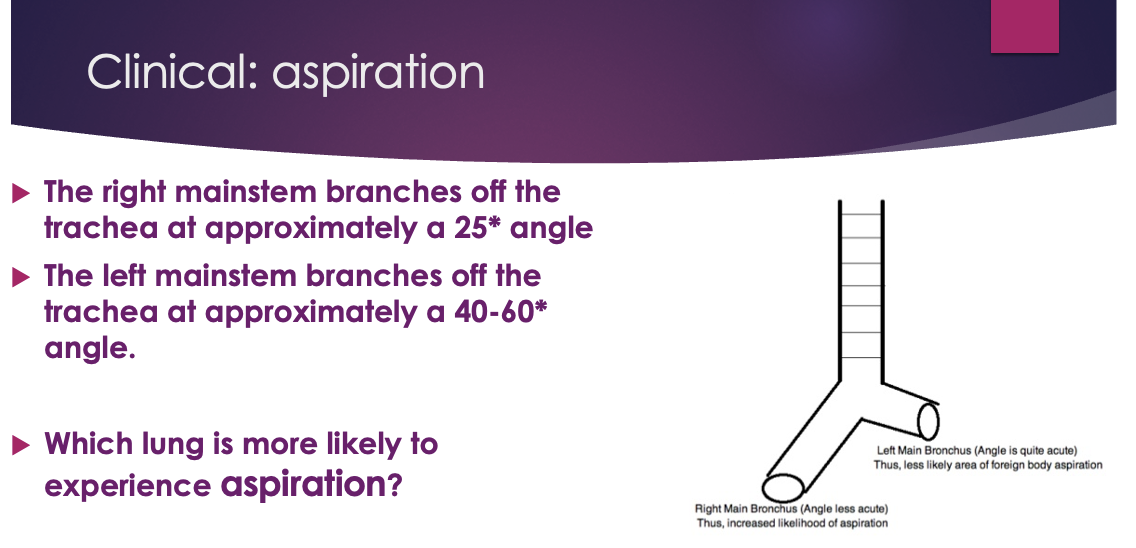 <ul><li><p>aspiration - breathing in air or food - can cause infection if not expelled </p></li><li><p>the right mainstream branches off at the trachea at approximately a 25* angle</p></li><li><p>the left mainstem branched off the trachea at approximately a 40-60* angle</p></li><li><p>which lung is more likely to experience aspiration</p><ul><li><p>R lung is more likely to experience because there is less resistance to fall</p></li></ul></li></ul><p></p>