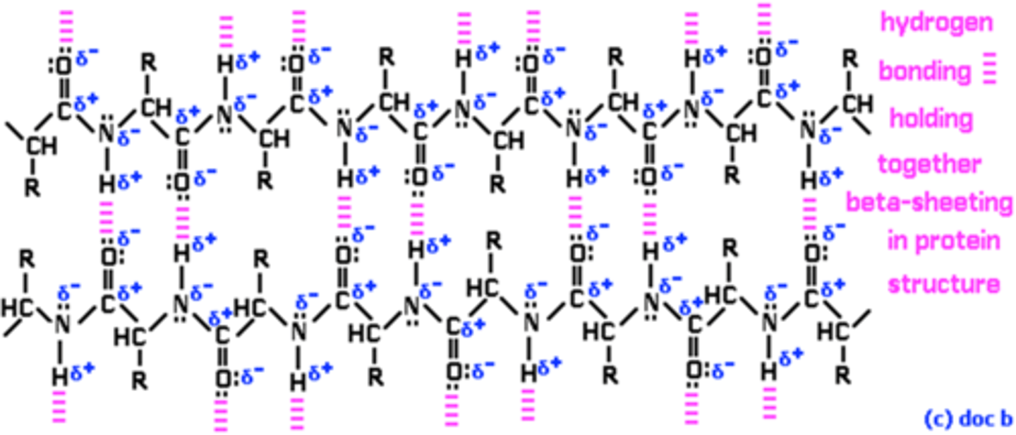 <p>Form between H from -NH- groups and O from -C=O groups</p>