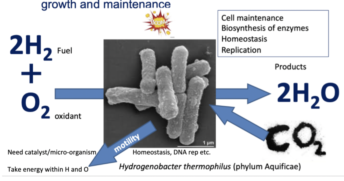 Bacteria isnt getting any C from the substrates so uses some energy made to absorb CO2 as it needs carbon to grow.

Cells cant use heat energy to drive work

  

Cells cant capture and use all the energy from oxidation reactions at once

      