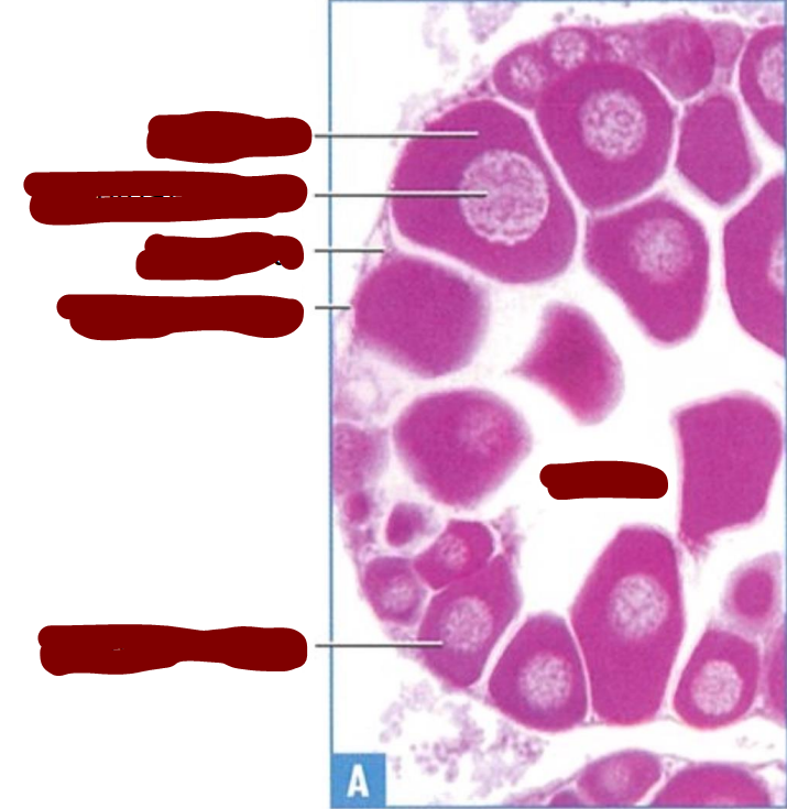 <p>section through part of the ovary of a frog tadpole</p>