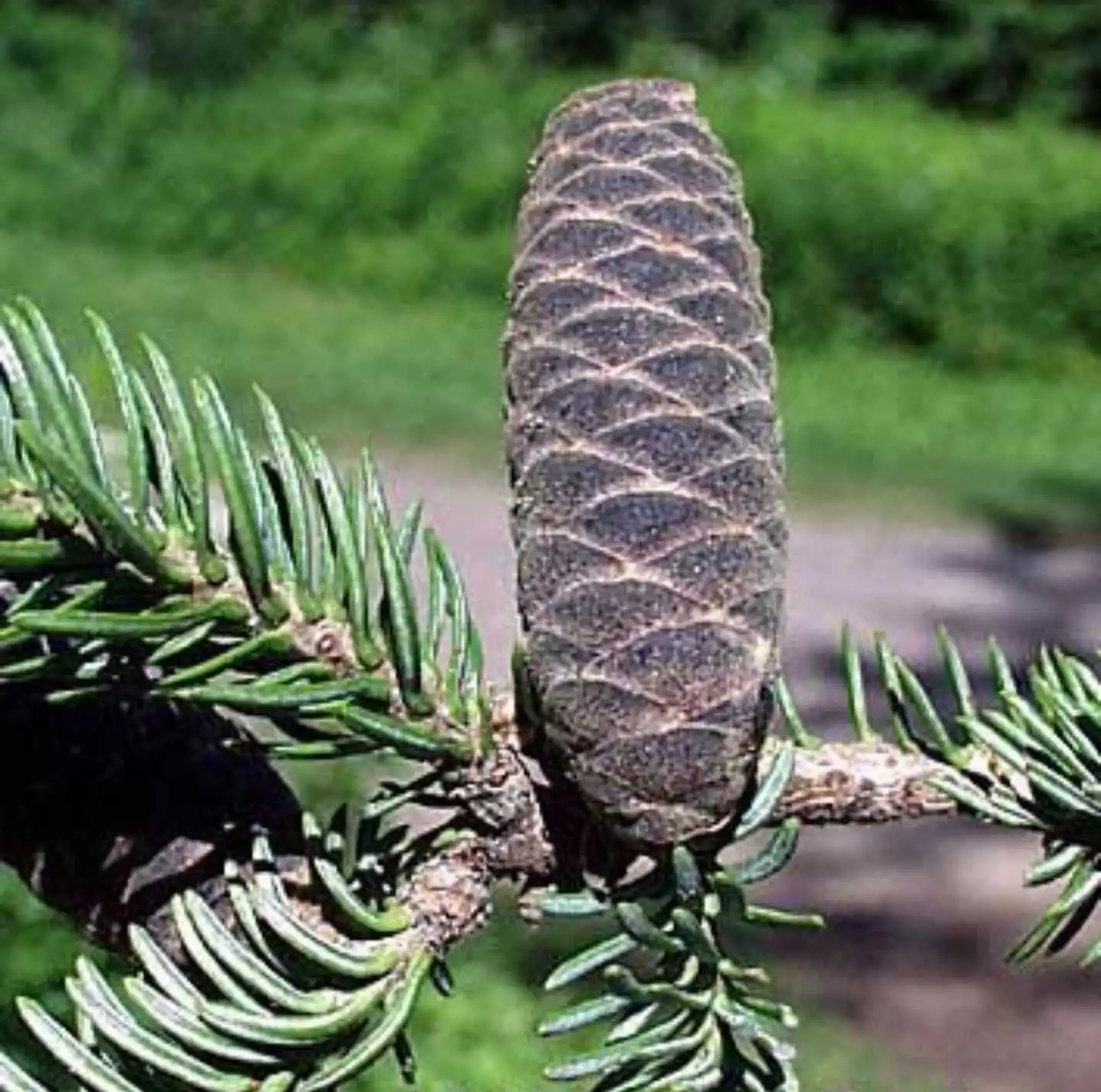 <p>Balsam Fir</p>