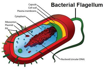 <p>Flagella</p>