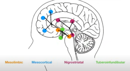 <p>DECREASE DOPAMINE</p><ul><li><p>Improves positive symptoms</p></li><li><p>Stabilizes or worsens negative symptoms</p></li></ul><p></p>