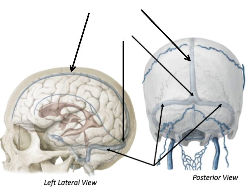 <p>Brain Venous Drainage</p>