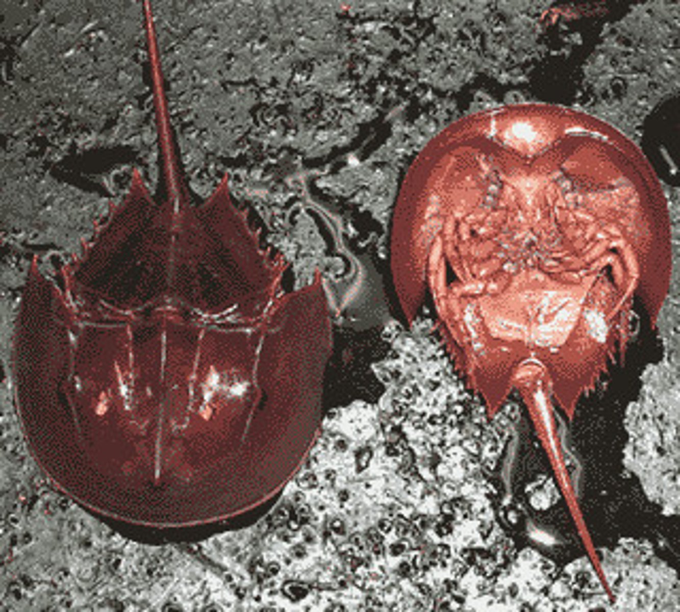 <p>(Horseshoe crabs); Prosoma covered by a horshoe-shaped carapace; Opisthosoma with 5 paired gills and long sword-shaped tail; celli on the front side of the carapace and compound eyes facing sideways</p>
